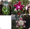 Phal. speciosa Red x speciosa Spot